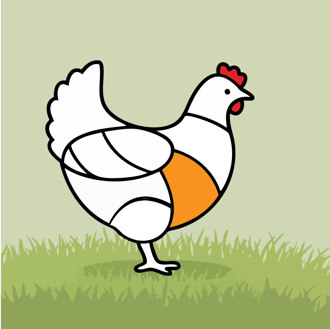 فیله سینه مرغ