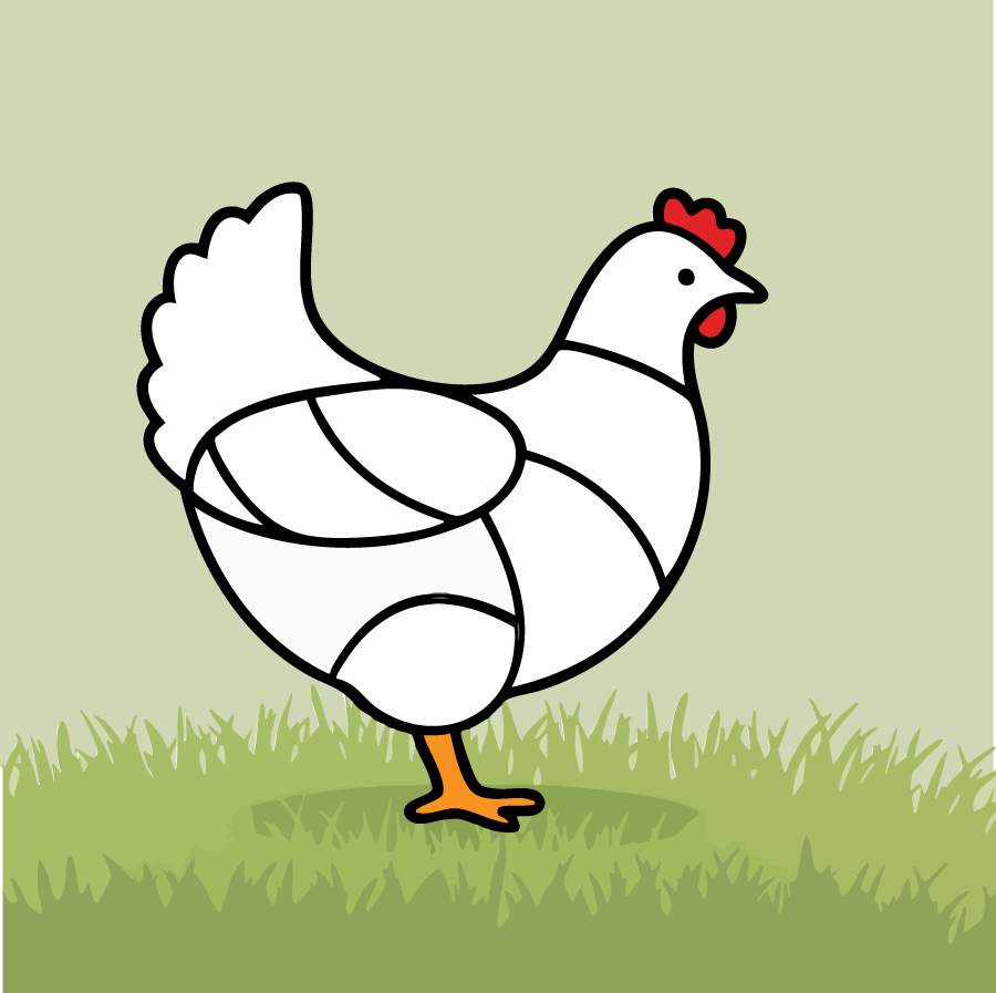 پای مرغ