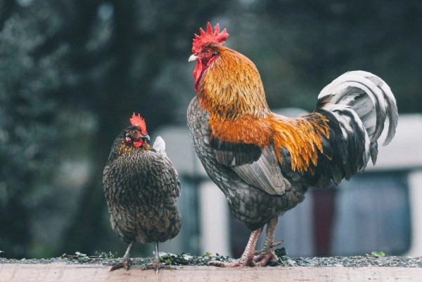 گوشت مرغ بخوریم یا خروس؟
